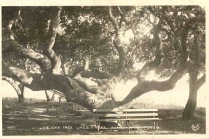 Live Oak Tree, Lincoln Park, Alameda, California     
